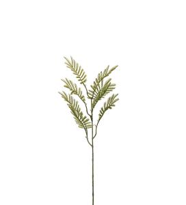 Mimosakvist - Grønn - 65 cm - www.frokenfraken.se