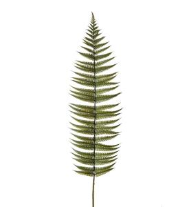 Ormbunksblad - Grønn - 105 cm - www.frokenfraken.se