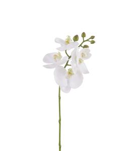 Phalaenopsis - Hvit - 50 cm - www.frokenfraken.se