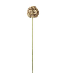 Scabiosa - Grønn - 60 cm - www.frokenfraken.se