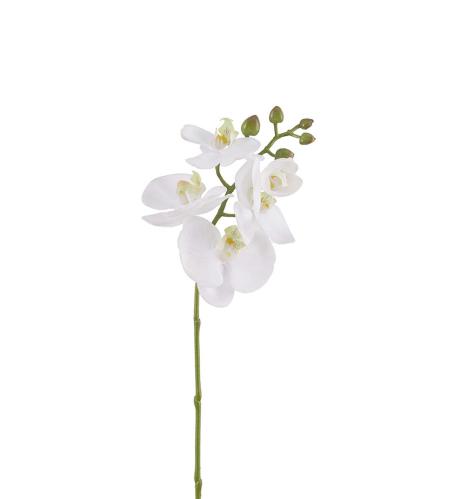 Phalaenopsis - Hvit - 50 cm - www.frokenfraken.se