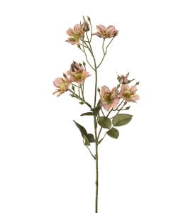 Japansk klatrerose - Aprikos - 65 cm - www.frokenfraken.se