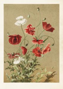 Plakat - Vintage - Valmue - 50 x 70 cm - www.frokenfraken.se