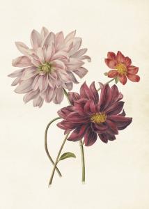 Plakat - Vintage - Dahlia - 50 x 70 cm - www.frokenfraken.se