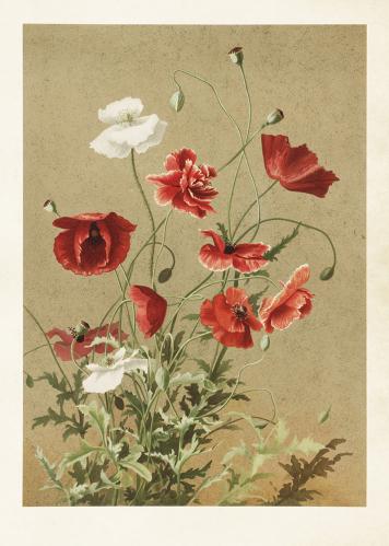 Plakat - Vintage - Valmue - 50 x 70 cm - www.frokenfraken.se