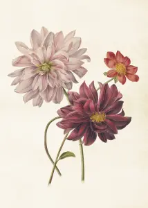 Plakat - Vintage - Dahlia - 50 x 70 cm - www.frokenfraken.se