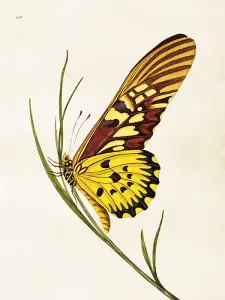Plakat - Sommerfugl - 18 x 24 cm - www.frokenfraken.se