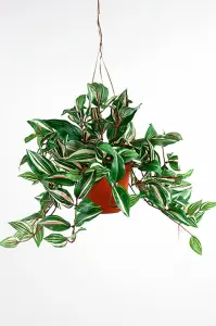 Tradescantia - Grønn - 40 cm - www.frokenfraken.se