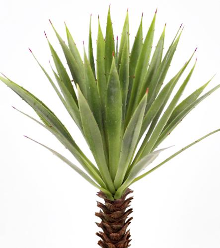 Agave - Grønn - 44 cm - www.frokenfraken.se