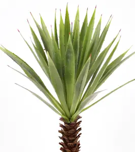 Agave - Grønn - 44 cm - www.frokenfraken.se