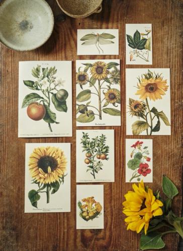 Plakat - Vintage - Solros - 50 x 70 cm - www.frokenfraken.se