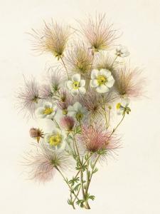 Plakat - Vintage - Bukett - 18 x 24 cm - www.frokenfraken.se