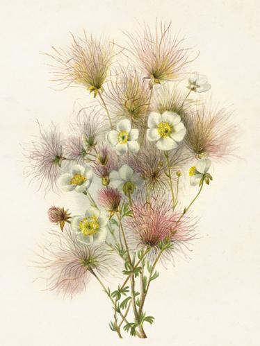 Plakat - Vintage - Bukett - 18 x 24 cm - www.frokenfraken.se