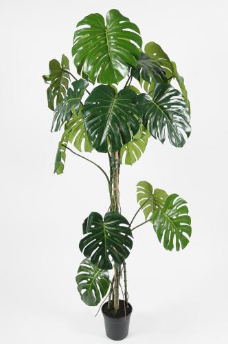 Monstera - 180 cm - www.frokenfraken.se