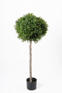 Buxbom - 115 cm - www.frokenfraken.se