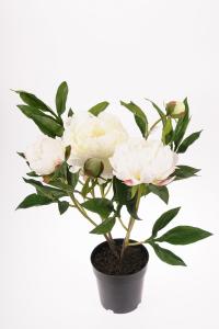 Pion - Vit - 50 cm - www.frokenfraken.se