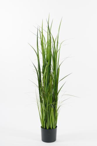 Gräs - 135 cm - www.frokenfraken.se