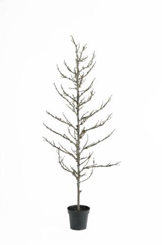 Trær - 185 cm - www.frokenfraken.se