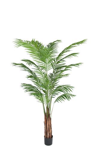 Arekapalme - 210 cm - www.frokenfraken.se