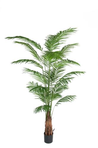 Arekapalme - 240 cm - www.frokenfraken.se