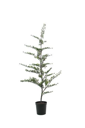 Ceder - - 150 cm - www.frokenfraken.se
