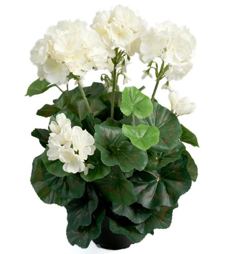 Pelargon - Vit - 35 cm - www.frokenfraken.se