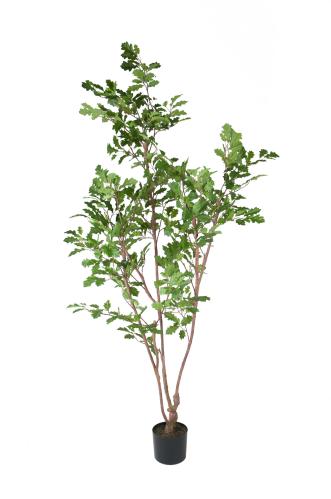 Ek - 170 cm - www.frokenfraken.se