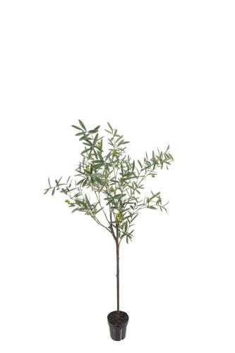 Olivtre - 170 cm - www.frokenfraken.se