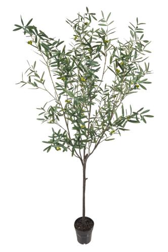 Olivtre - 230 cm - www.frokenfraken.se
