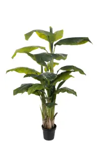 Banan - Banantræd i potte - 150 cm - www.frokenfraken.se