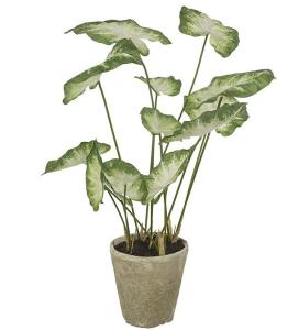 Caladium - Grønn - 80 cm - www.frokenfraken.se