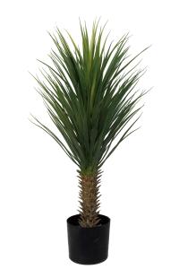 Yucca Rostrata - 100 cm - www.frokenfraken.se