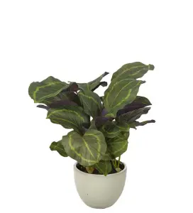 Calathea - Grønn - 65 cm - www.frokenfraken.se