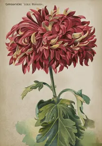 Plakat – Krysantemum – 35 x 50 cm - www.frokenfraken.se