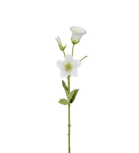 Campanula - Vit - 50 cm - www.frokenfraken.se
