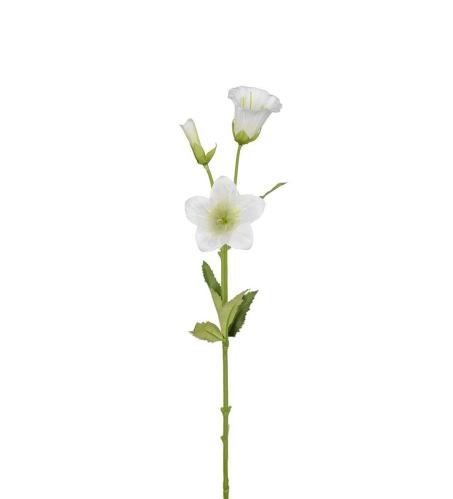Campanula - Vit - 50 cm - www.frokenfraken.se