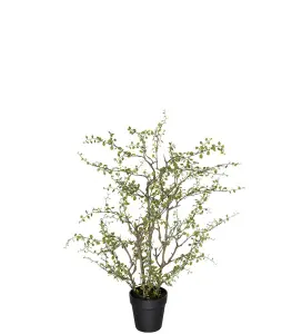 Muehlenbeckia - Grønn - 70 cm - www.frokenfraken.se