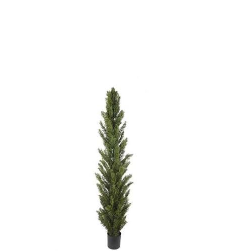 Cypress - Grønn - 90 cm - www.frokenfraken.se