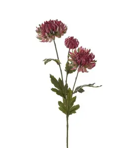 Krysantemum - Rosa - 60 cm - www.frokenfraken.se