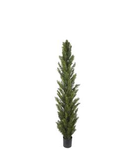 Cypress - Grønn - 120 cm - www.frokenfraken.se