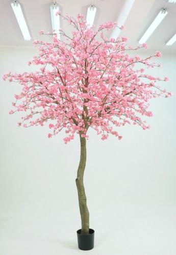 Kirsebærtre - 350 cm - Rosa - www.frokenfraken.se