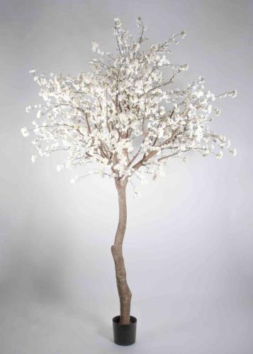 Kirsebærtre - 350 cm - Hvit - www.frokenfraken.se