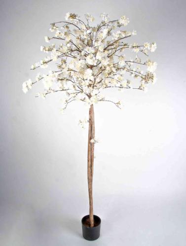 Kirsebærtre - 180 cm - Hvit - www.frokenfraken.se