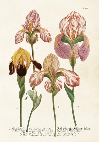 Plakat - Vintage - Iris - 35 x 50 cm - www.frokenfraken.se