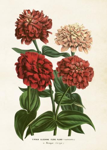 Plakat - Dahlia - 50 x 70 cm - www.frokenfraken.se
