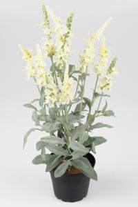 Veronica - Hvit - 46 cm - www.frokenfraken.se