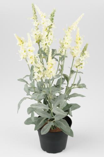 Veronica - Hvit - 46 cm - www.frokenfraken.se