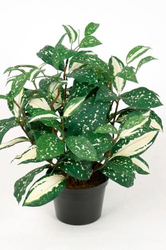 Cordyline - Grønn - 34 cm - www.frokenfraken.se