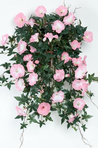 Blomst for dagen - Rosa - www.frokenfraken.se