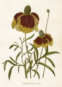 Plakat – Solhatt – 50 x 70 cm - www.frokenfraken.se